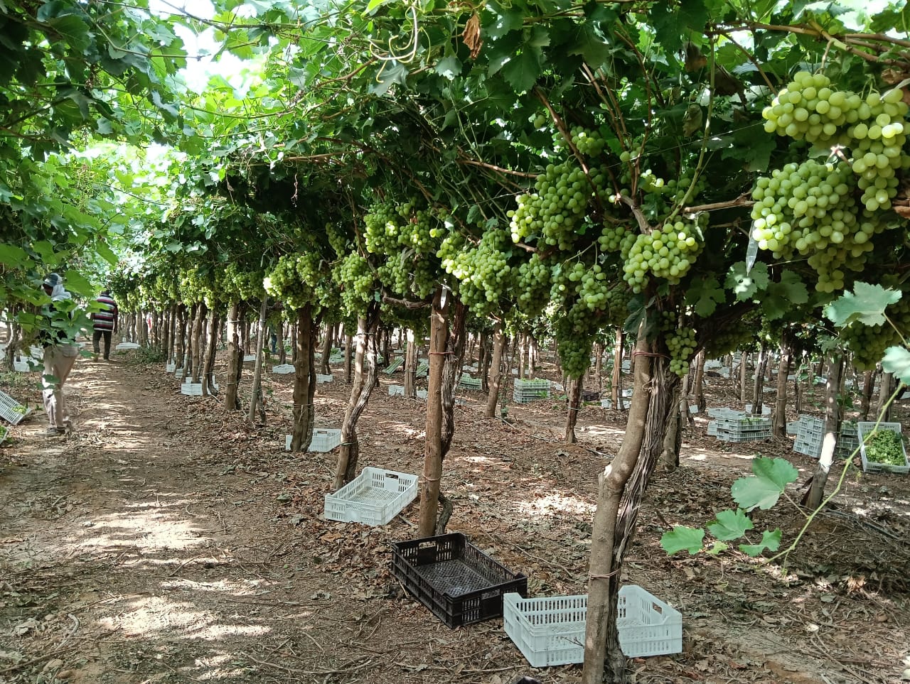 Prime Seedless Grapes